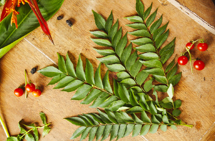 What Can You Use Instead of Curry Leaves?